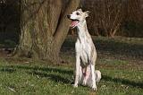 WHIPPET 405